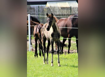 Hannoveraner, Hengst, 1 Jahr, Rappe