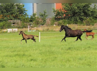 Hannoveraner, Hengst, 1 Jahr, Rappe