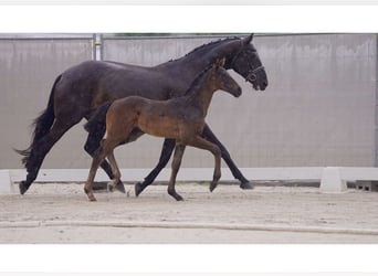 Hannoveraner, Hengst, 1 Jahr, Rappe