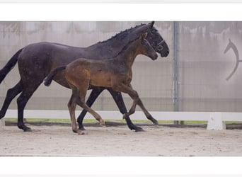 Hannoveraner, Hengst, 1 Jahr, Rappe