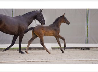 Hannoveraner, Hengst, 1 Jahr, Rappe