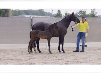 Hannoveraner, Hengst, 1 Jahr, Rappe