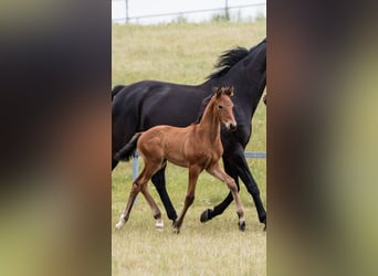 Hannoveraner, Hengst, 1 Jahr, Rotbrauner
