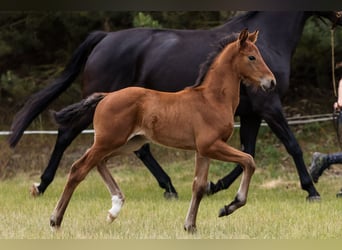 Hannoveraner, Hengst, 1 Jahr, Rotbrauner