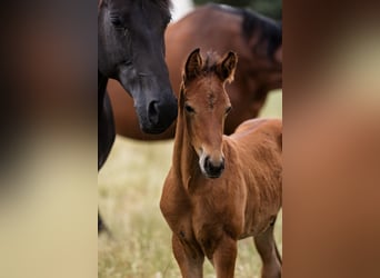 Hannoveraner, Hengst, 1 Jahr, Rotbrauner