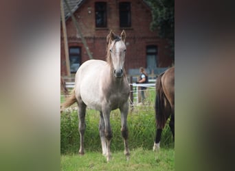 Hannoveraner, Hengst, 1 Jahr, Schimmel