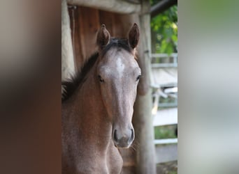 Hannoveraner, Hengst, 1 Jahr, Schimmel