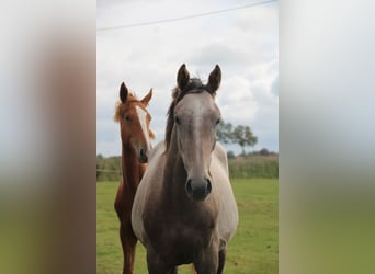 Hannoveraner, Hengst, 1 Jahr, Schimmel