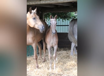 Hannoveraner, Hengst, 1 Jahr, Schimmel