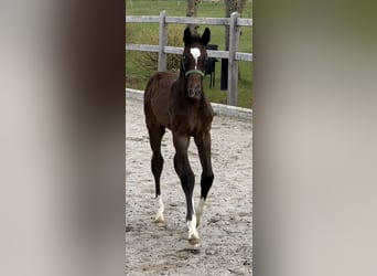 Hannoveraner, Hengst, 1 Jahr, Schimmel