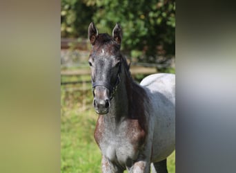 Hannoveraner, Hengst, 1 Jahr, Schimmel