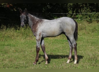 Hannoveraner, Hengst, 1 Jahr, Schimmel