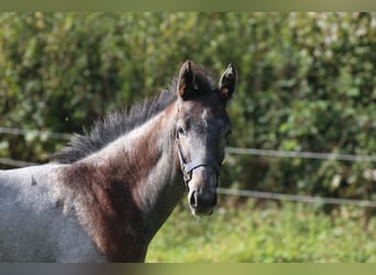 Hannoveraner, Hengst, 1 Jahr, Schimmel