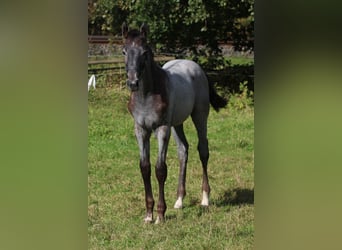 Hannoveraner, Hengst, 1 Jahr, Schimmel