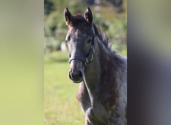 Hannoveraner, Hengst, 1 Jahr, Schimmel