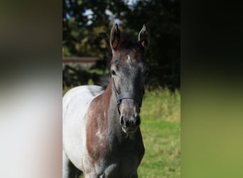 Hannoveraner, Hengst, 1 Jahr, Schimmel