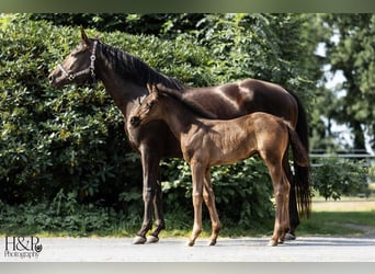Hannoveraner, Hengst, 2 Jahre, 155 cm, Rappe
