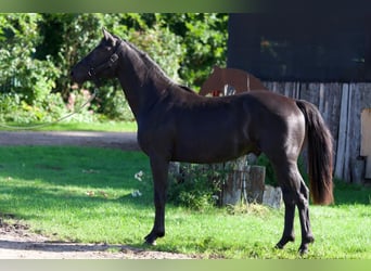 Hannoveraner, Hengst, 2 Jahre, 155 cm, Rappe