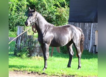Hannoveraner, Hengst, 2 Jahre, 155 cm, Rappe