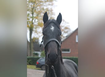 Hannoveraner, Hengst, 2 Jahre, 160 cm, Dunkelbrauner