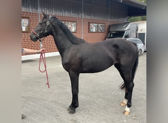 Hannoveraner, Hengst, 2 Jahre, 160 cm, Schwarzbrauner