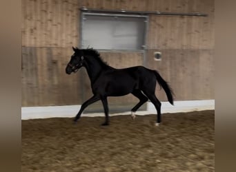 Hannoveraner, Hengst, 2 Jahre, 160 cm, Schwarzbrauner