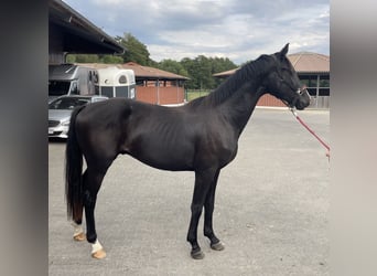 Hannoveraner, Hengst, 2 Jahre, 160 cm, Schwarzbrauner