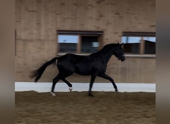 Hannoveraner, Hengst, 2 Jahre, 160 cm, Schwarzbrauner