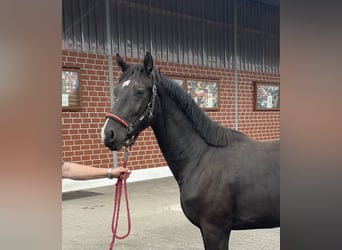 Hannoveraner, Hengst, 2 Jahre, 160 cm, Schwarzbrauner