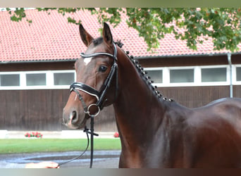 Hannoveraner, Hengst, 2 Jahre, 161 cm, Dunkelbrauner