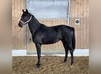 Hannoveraner, Hengst, 2 Jahre, 161 cm, Dunkelbrauner