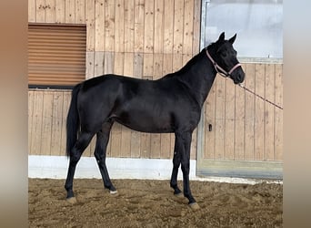 Hannoveraner, Hengst, 2 Jahre, 161 cm, Dunkelbrauner