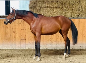 Hannoveraner, Hengst, 2 Jahre, 162 cm, Brauner