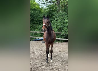Hannoveraner, Hengst, 2 Jahre, 162 cm, Brauner