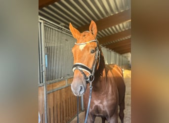 Hannoveraner, Hengst, 2 Jahre, 162 cm, Fuchs Hannoveraner, Hengst, 2 Jahre, 162 cm, Fuchs