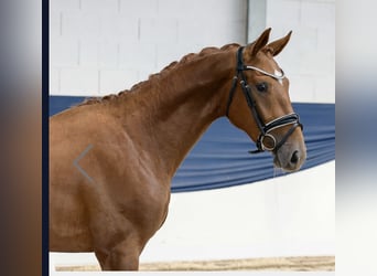 Hannoveraner, Hengst, 2 Jahre, 162 cm, Fuchs Hannoveraner, Hengst, 2 Jahre, 162 cm, Fuchs