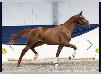 Hannoveraner, Hengst, 2 Jahre, 162 cm, Fuchs Hannoveraner, Hengst, 2 Jahre, 162 cm, Fuchs