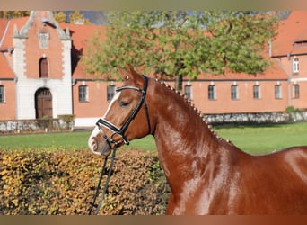 Hannoveraner, Hengst, 2 Jahre, 163 cm, Fuchs