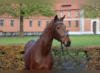 Hannoveraner, Hengst, 2 Jahre, 164 cm, Brauner