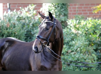 Hannoveraner, Hengst, 2 Jahre, 164 cm, Schwarzbrauner