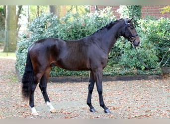 Hannoveraner, Hengst, 2 Jahre, 164 cm, Schwarzbrauner