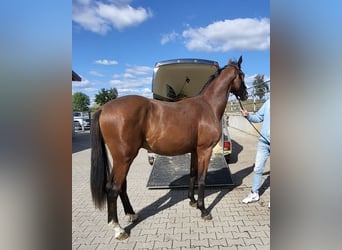 Hannoveraner, Hengst, 2 Jahre, 165 cm, Brauner