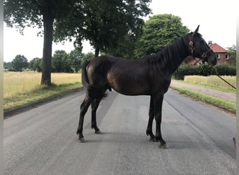 Hannoveraner, Hengst, 2 Jahre, 165 cm, Dunkelbrauner