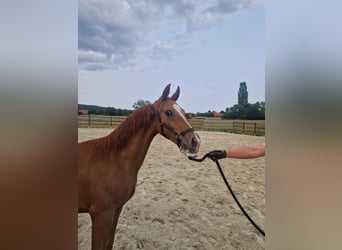 Hannoveraner, Hengst, 2 Jahre, 165 cm, Dunkelfuchs