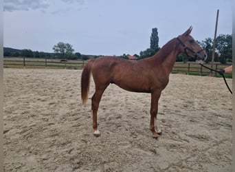 Hannoveraner, Hengst, 2 Jahre, 165 cm, Dunkelfuchs