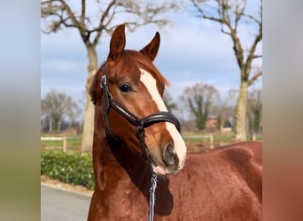 Hannoveraner, Hengst, 2 Jahre, 165 cm, Dunkelfuchs