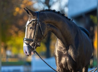 Hannoveraner, Hengst, 2 Jahre, 165 cm, Rappe