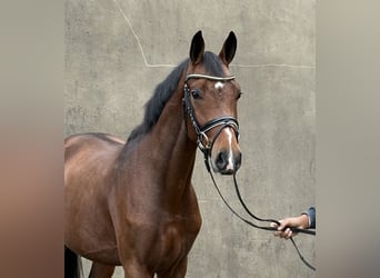 Hannoveraner, Hengst, 2 Jahre, 166 cm, Brauner