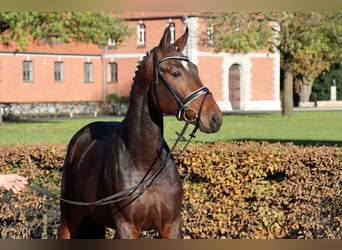 Hannoveraner, Hengst, 2 Jahre, 166 cm, Dunkelbrauner