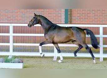 Hannoveraner, Hengst, 2 Jahre, 166 cm, Dunkelbrauner